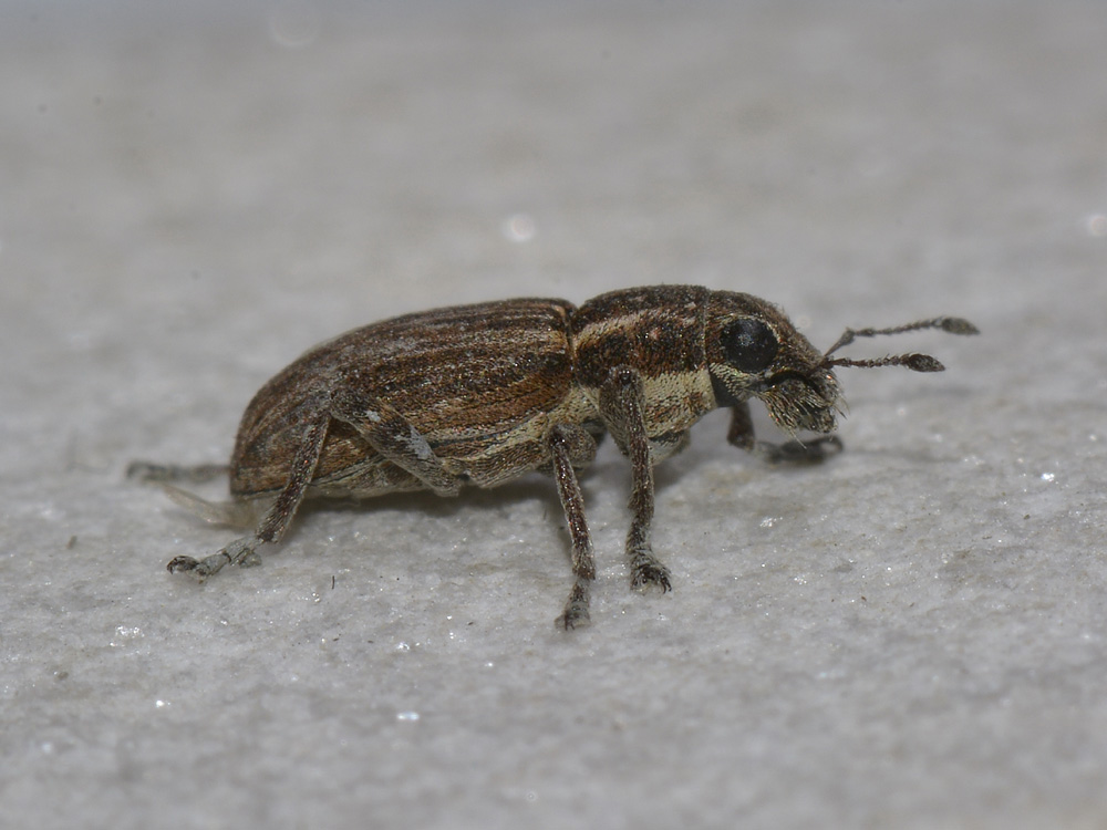 Sitona puncticollis? S !